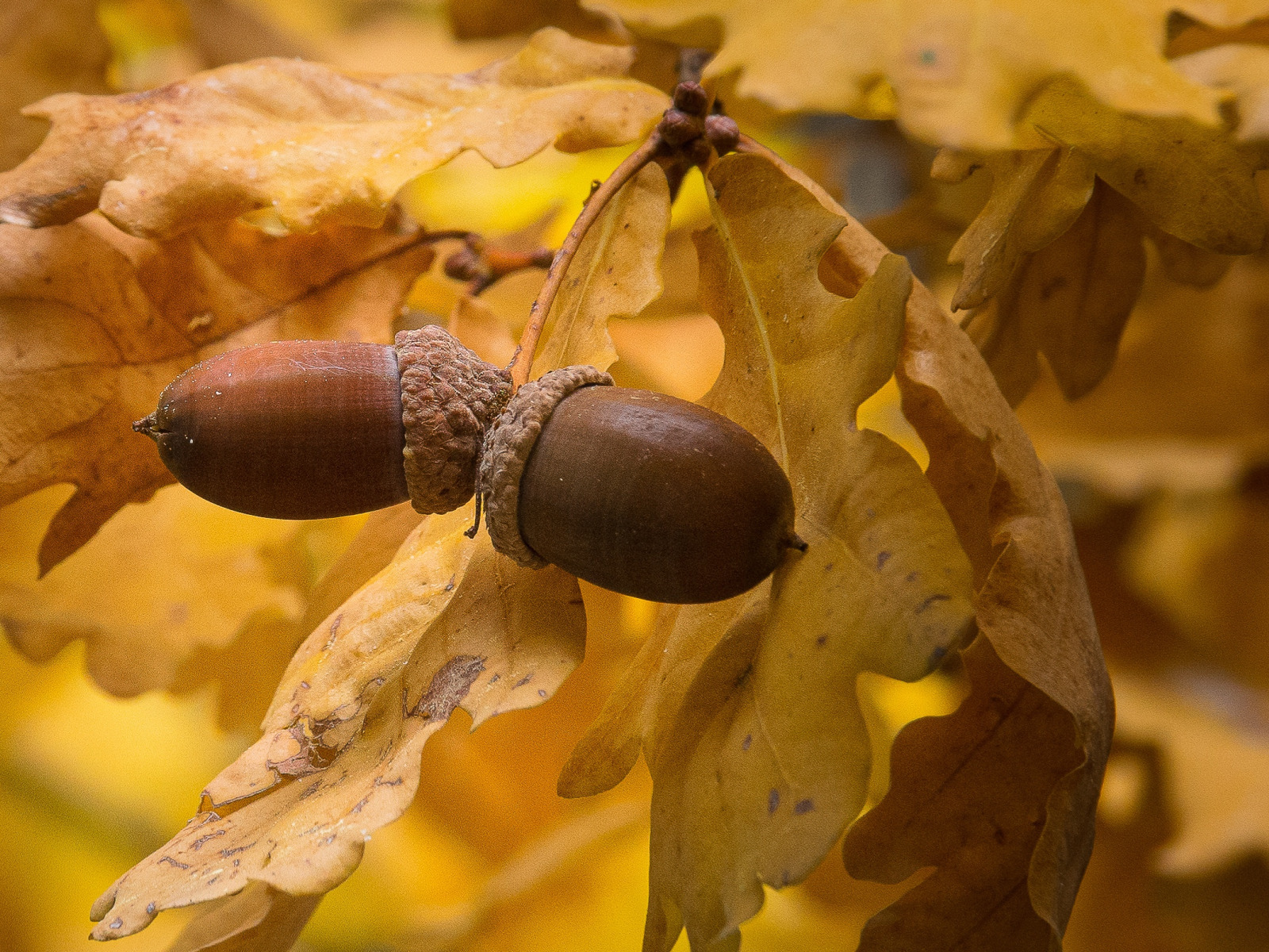 приметы и поверья 7 октября 2025 года
