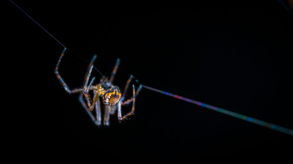 паук спустился перед лицом на паутине время суток