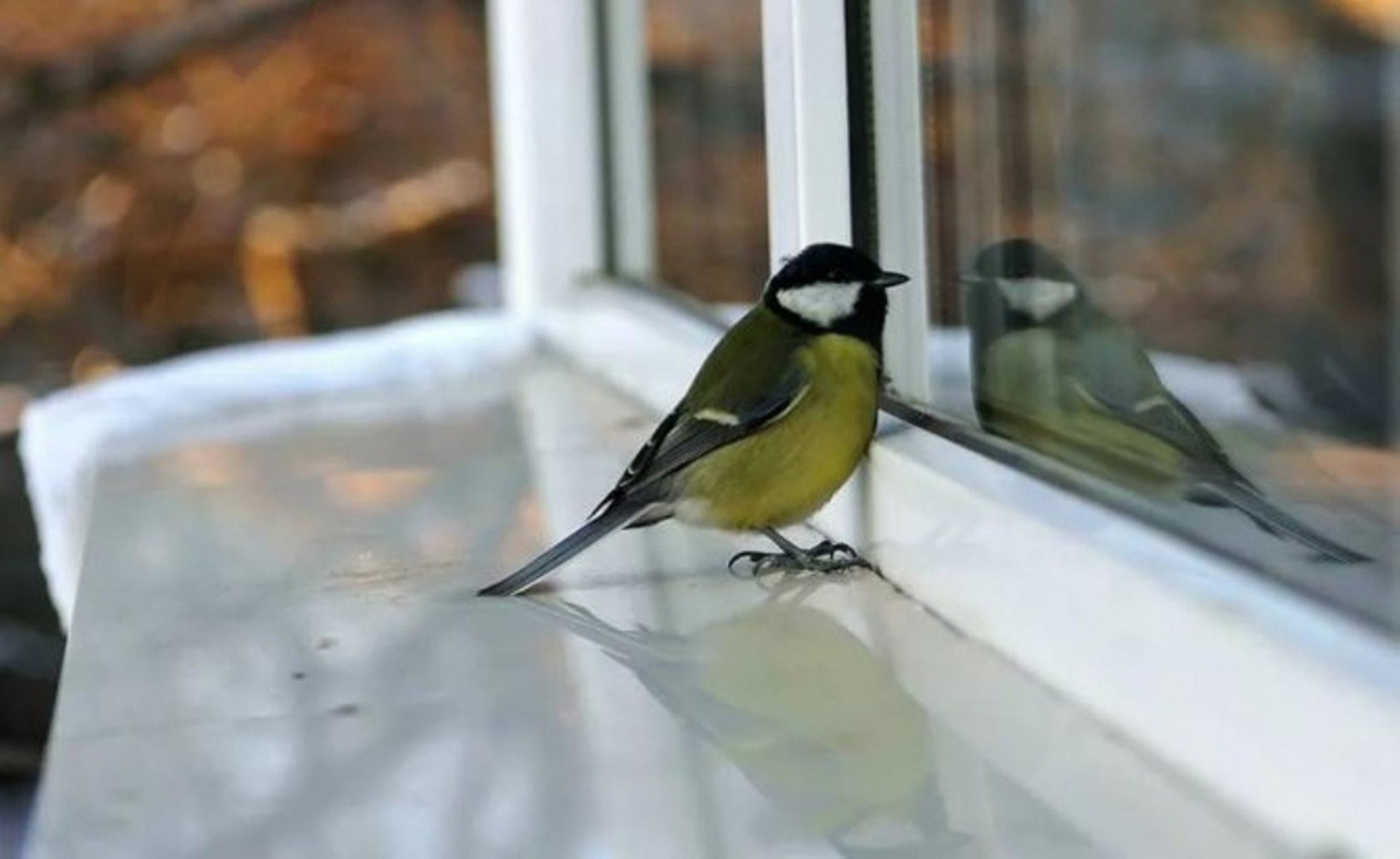 Почему птица стучит в окно. Синичка на окне. Птица на подоконнике. Синица на подоконнике. Синичка за окном.