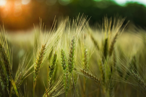 Приметы и поверья на 21 мая 2023 года подскажут, когда сажать огурцы и пшеницу