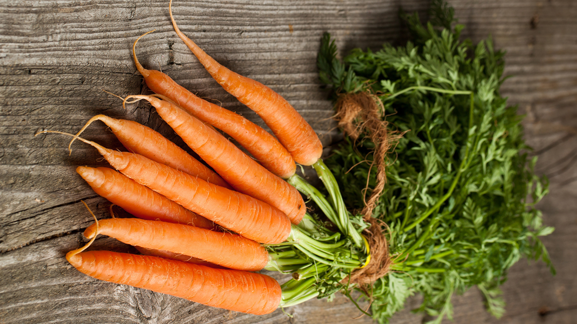 Нужно ли поливать морковь в августе и сентябре: что рекомендуется делатьперед сбором урожая