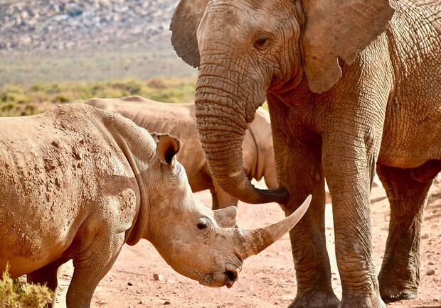 Вымирающие виды планеты: Всемирный день защиты слонов и Международный день носорога отмечают 22 сентября
