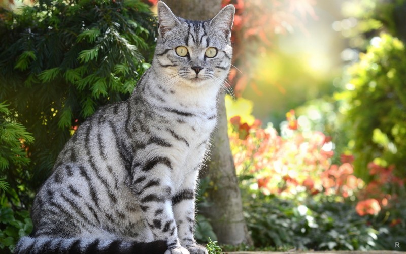 Секретный язык морганий, который используют кошки