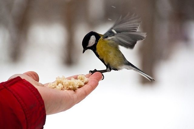 В День Якова, 5 ноября, нужно заниматься мужской работой и кормить птиц: интересные приметы дня