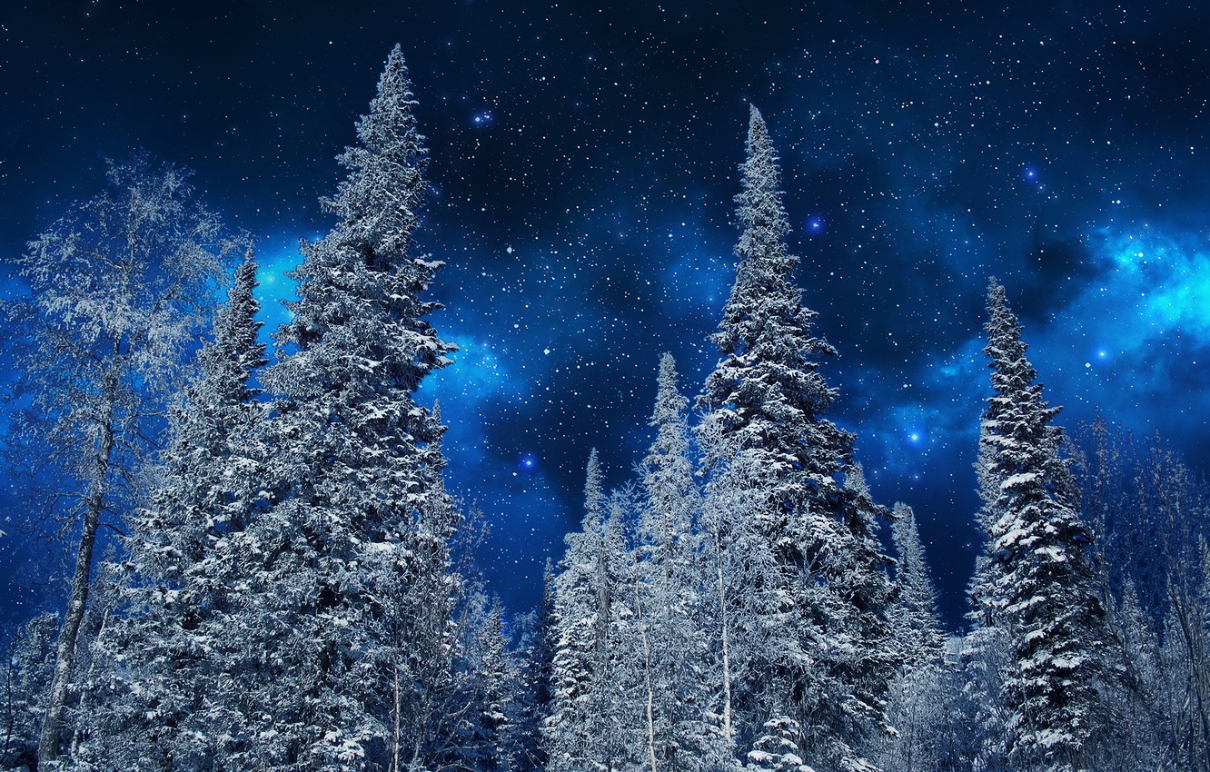 nature winter trees night