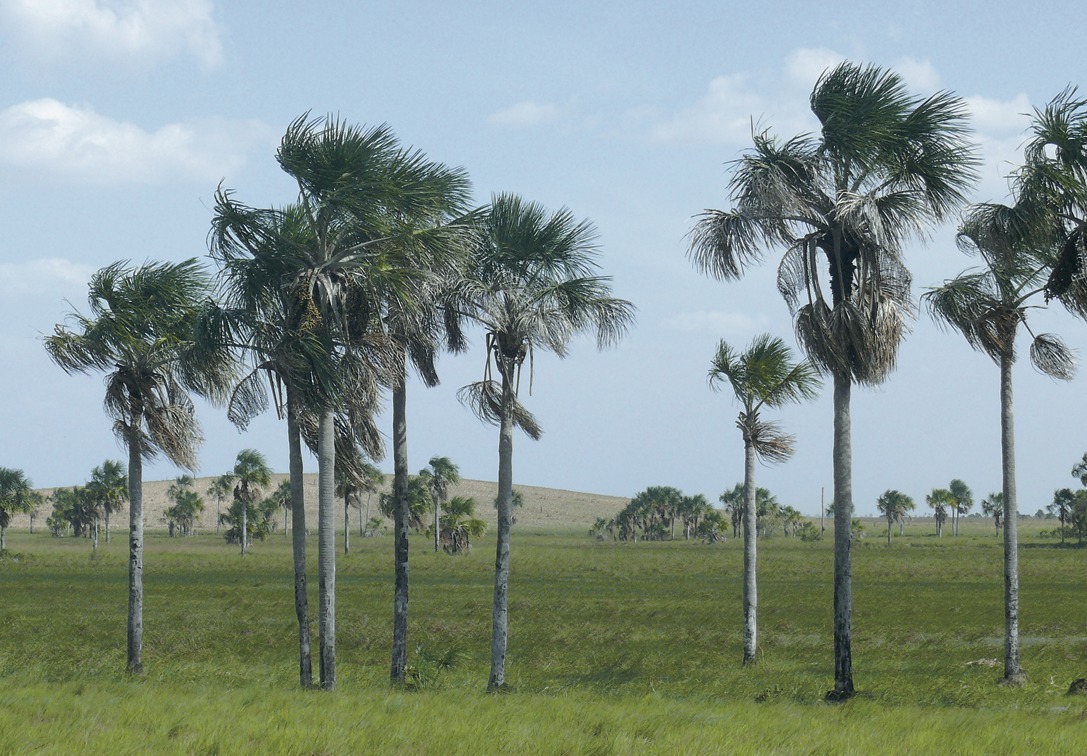 Пальма где растет природная зона. Маврикиева Пальма. Маврикиева Пальма в Южной Америке. Пальмовые саванны (Льянос). Саванны Льянос растения.