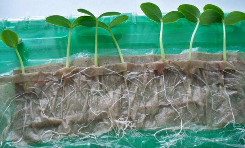 Лайфхак для сада: как упростить посадку растений с помощью… туалетной бумаги!