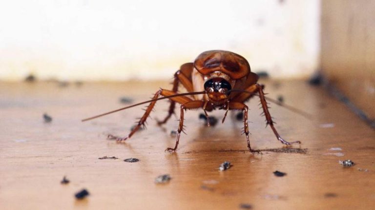 Как эффективно избавиться от тараканов раз и навсегда