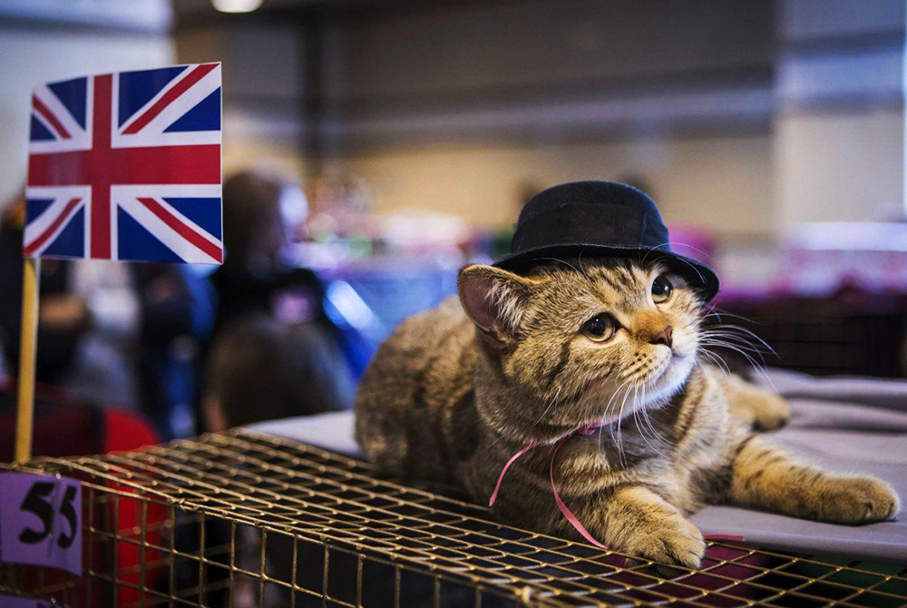 Великобритания кошка