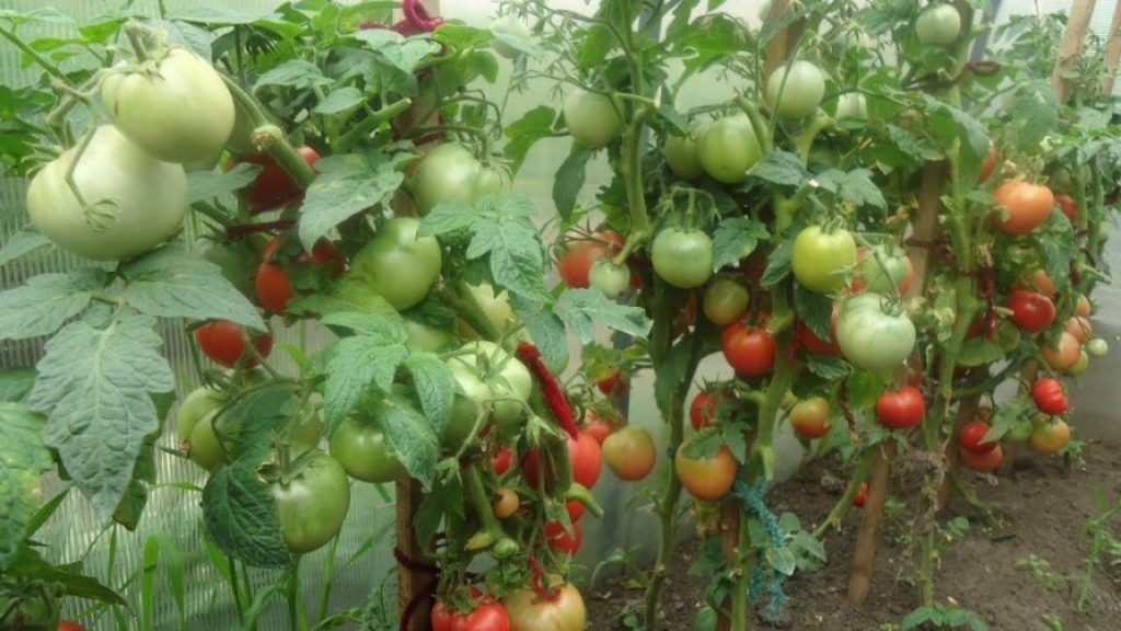 На каком расстоянии сажать помидоры в открытый грунт рассадой друг от друга фото