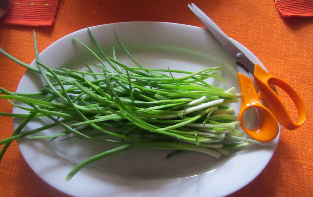 Как правильно срезать лук на зелень, чтобы он рос дальше