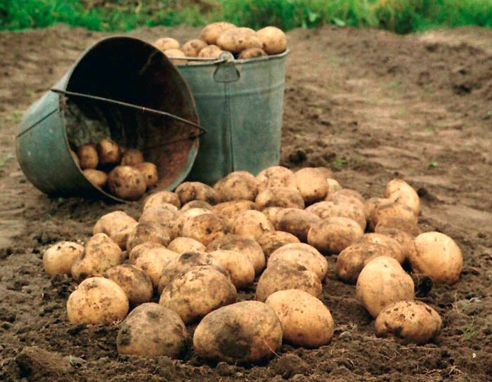 Что добавить в лунку при посадке картофеля, чтобы получить крупные клубни