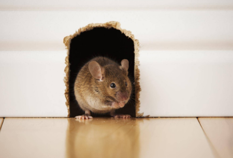 Как избавиться от мышей в частном доме: что помогает и отпугивает