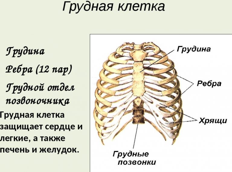 Фото ребер у женщин