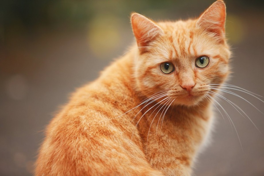 Что означают народные приметы, связанные с рыжим котом