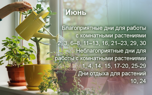 Календарь комнатных растений 2023
