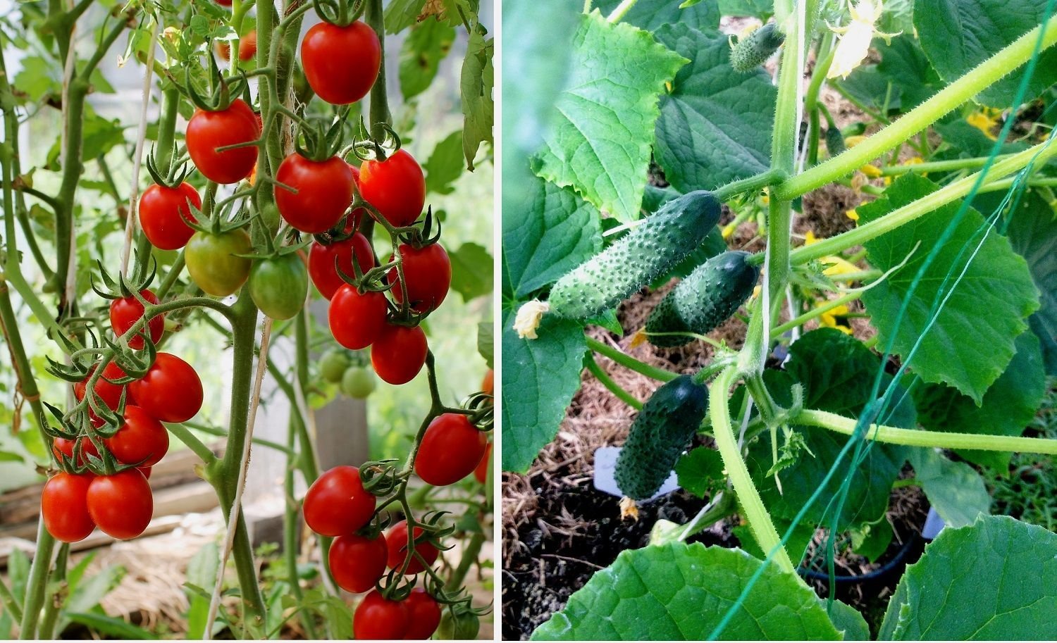 Выращивание огурцов томатов. Огурцы и помидоры в теплице. Парник для томатов. Помидоры растут. Теплица с помидорами.