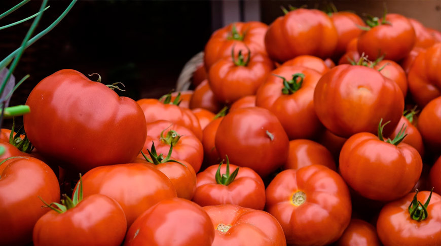 Секреты успешной подкормки овощей: как избежать гибели помидоров, огурцов и перцев в мае 2023 года