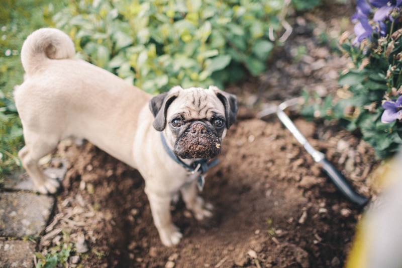 Отучаем собаку копать ямы: эффективные советы для защиты огорода