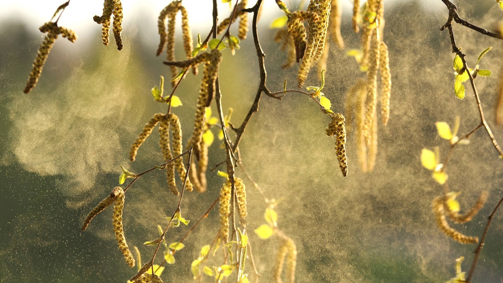 Пыльца в лесу. Пыльца ветроопыляемых растений. Ветроопыляемые растения береза. Пыльца анемофильных растений. Березовая Сережка пыльца.