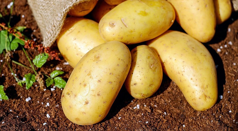 Как выбрать лучшее удобрение для посадки картофеля