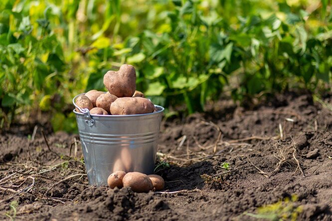 Можно ли работать в огороде, сажать картофель и огурцы в праздник Никола Вешний, 22 мая 2023 года