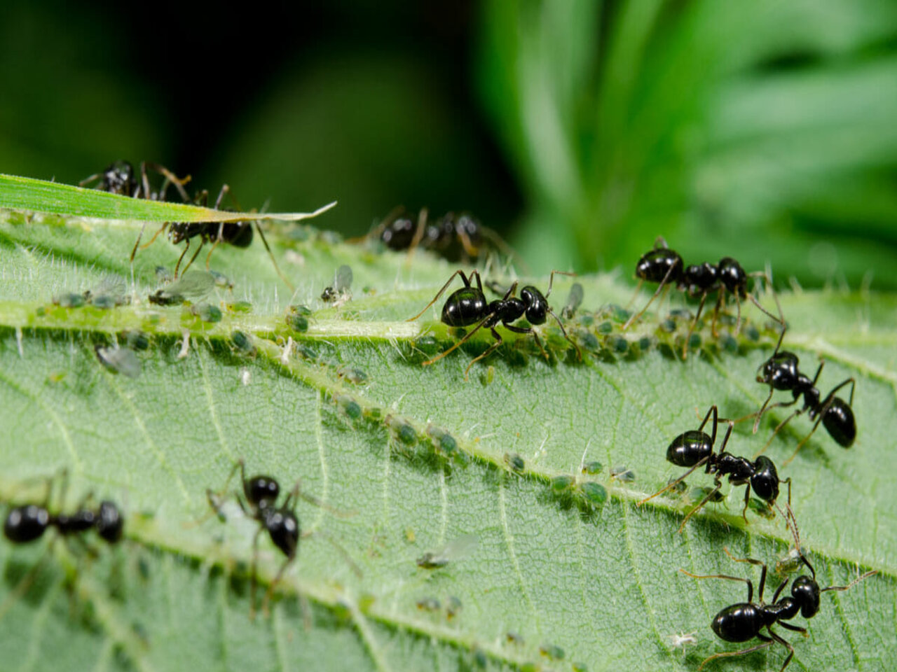 Какие народные средства помогут быстро избавиться от муравьев в огороде