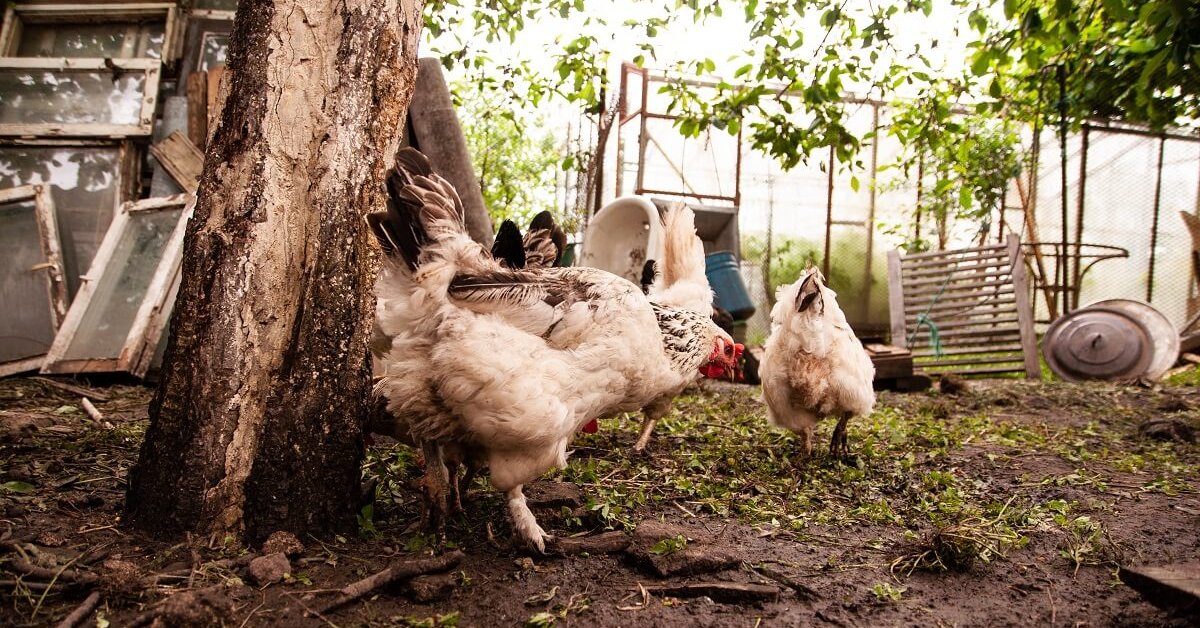 Щедрый урожай: как правильно разводить куриный помет для удобрения