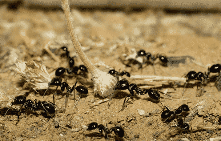 Эффективные способы борьбы, которые помогут избавиться от муравьев на огороде