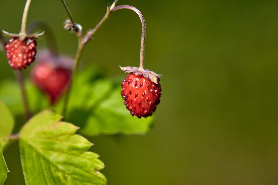 Польза сладкой ягоды: чем полезна земляника и как ее правильно хранить