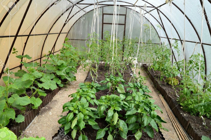 Как правильно подкармливать овощи на огороде и в теплице в июне 2023 года