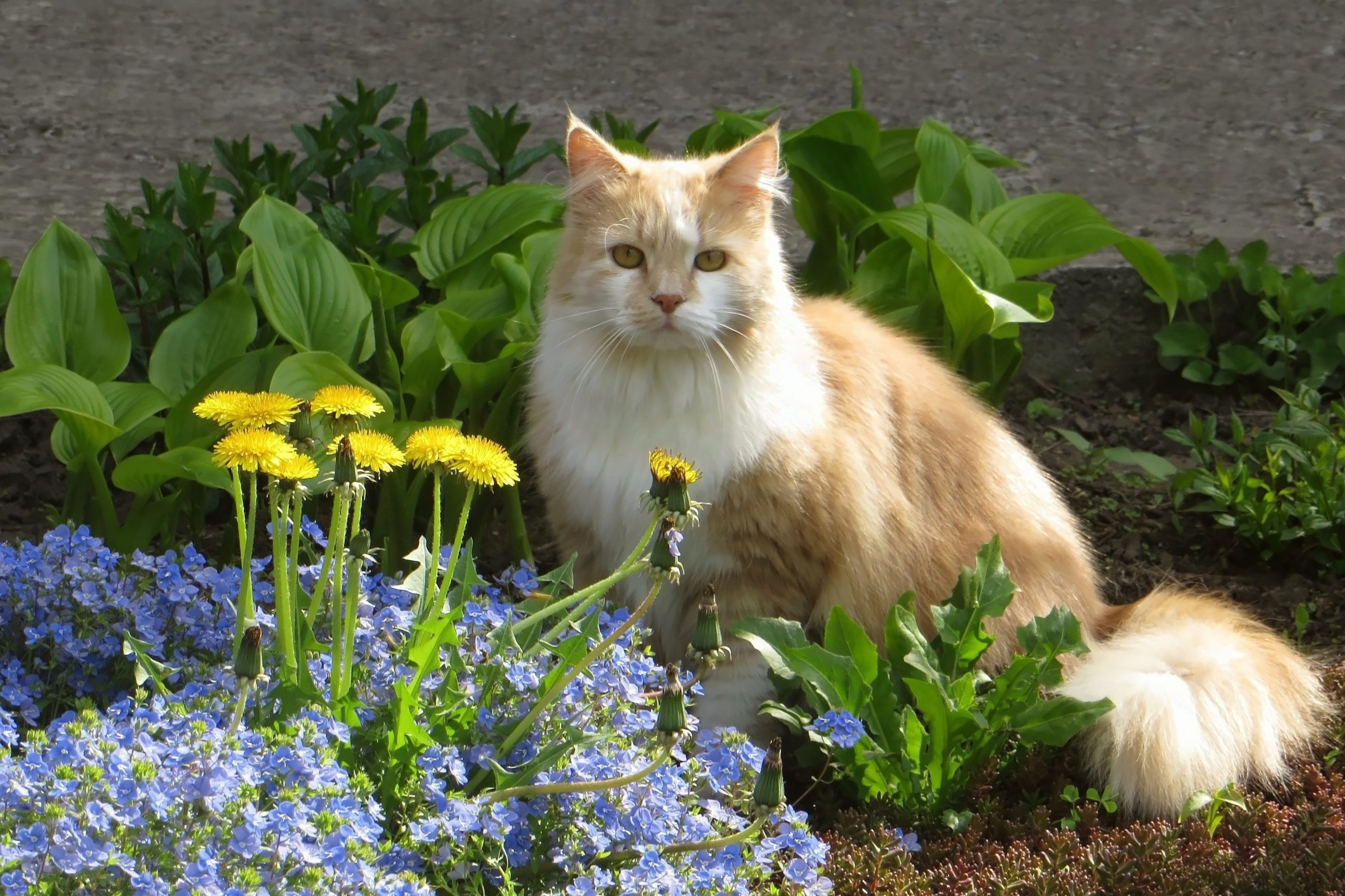 Спасаем огород: как отучить кота ходить в туалет на грядки