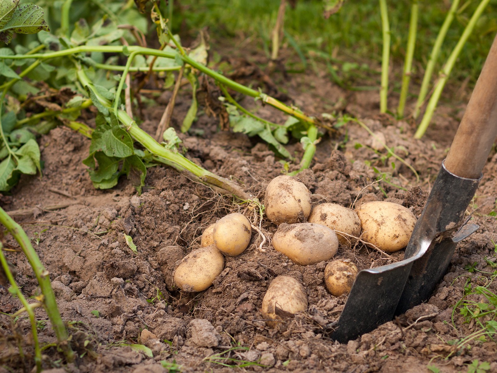 Как определить, когда копать молодую картошку после цветения в июле и августе 2023 года