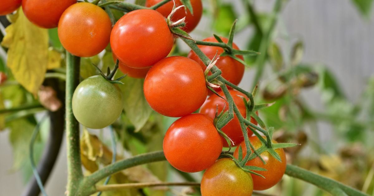От чего желтеют листья у помидоров и как справиться с проблемой