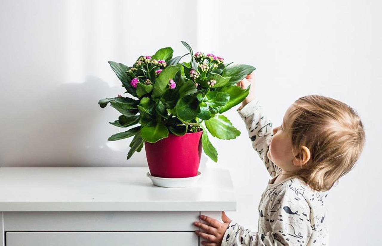 6 комнатных растений, которые лучше выбросить, если в доме есть маленький ребенок