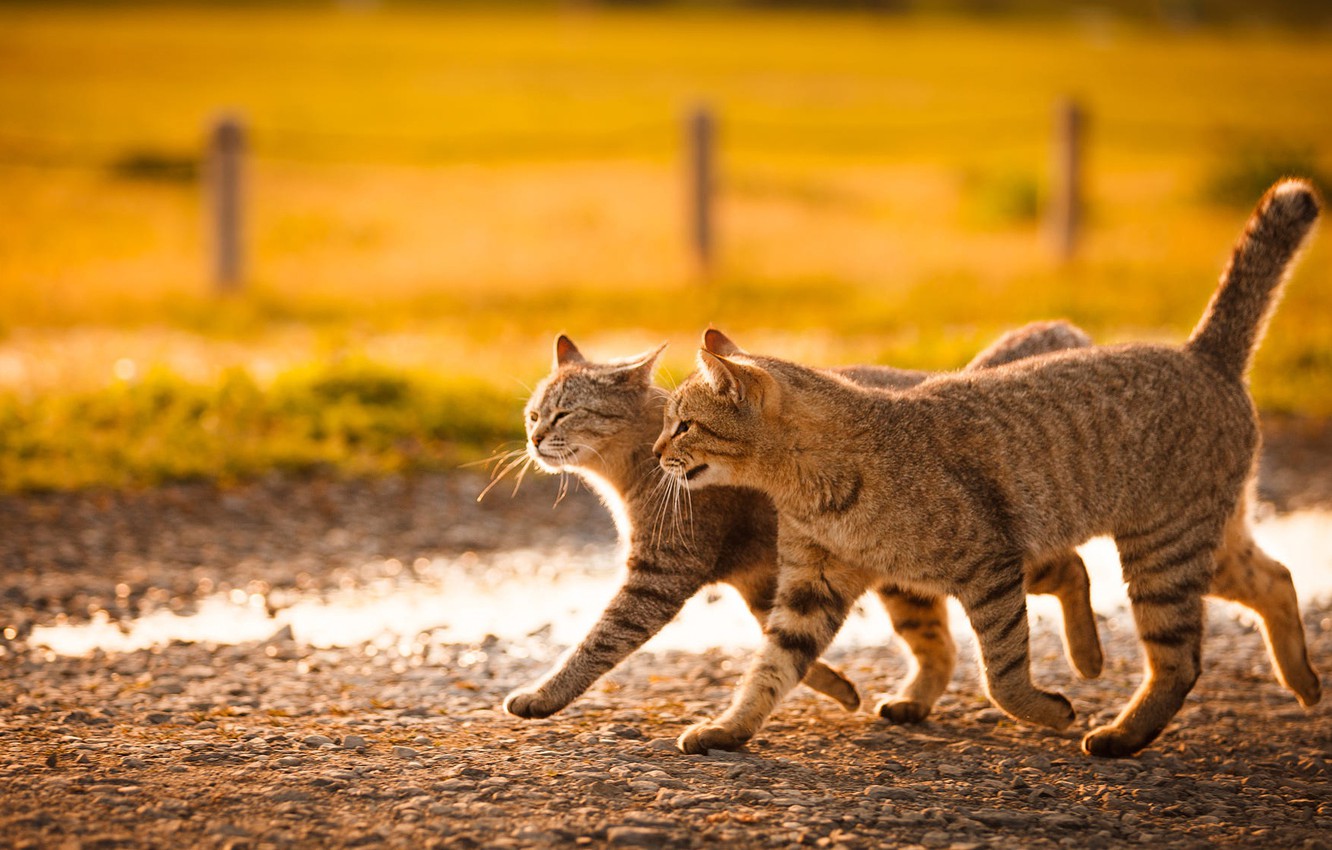 О чем говорят различные приметы о кошках, пробежавших через дорогу