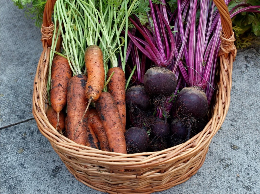 Сроки выкапывания моркови и свеклы, как обработать овощи для хранения