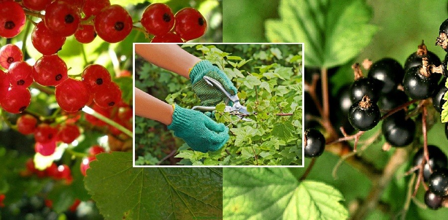 Уход за смородиной в начале августа, чтобы получить урожай крупных ягод в следующем сезоне