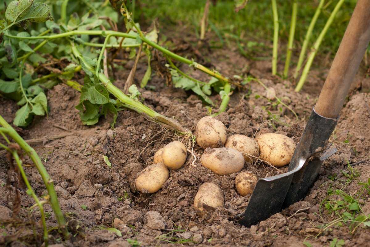 Как определить, когда именно надо копать картошку