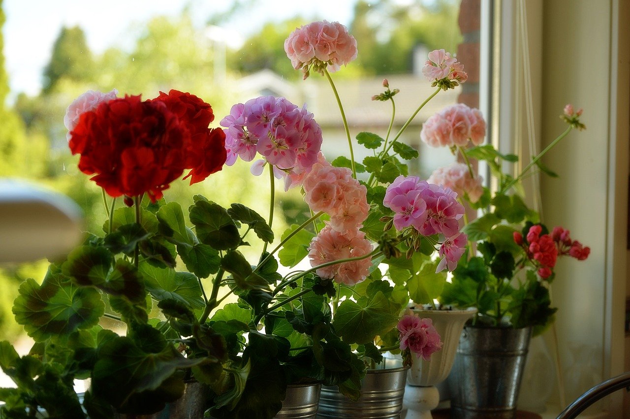 4 причины посадить дома герань, несмотря на резкий запах