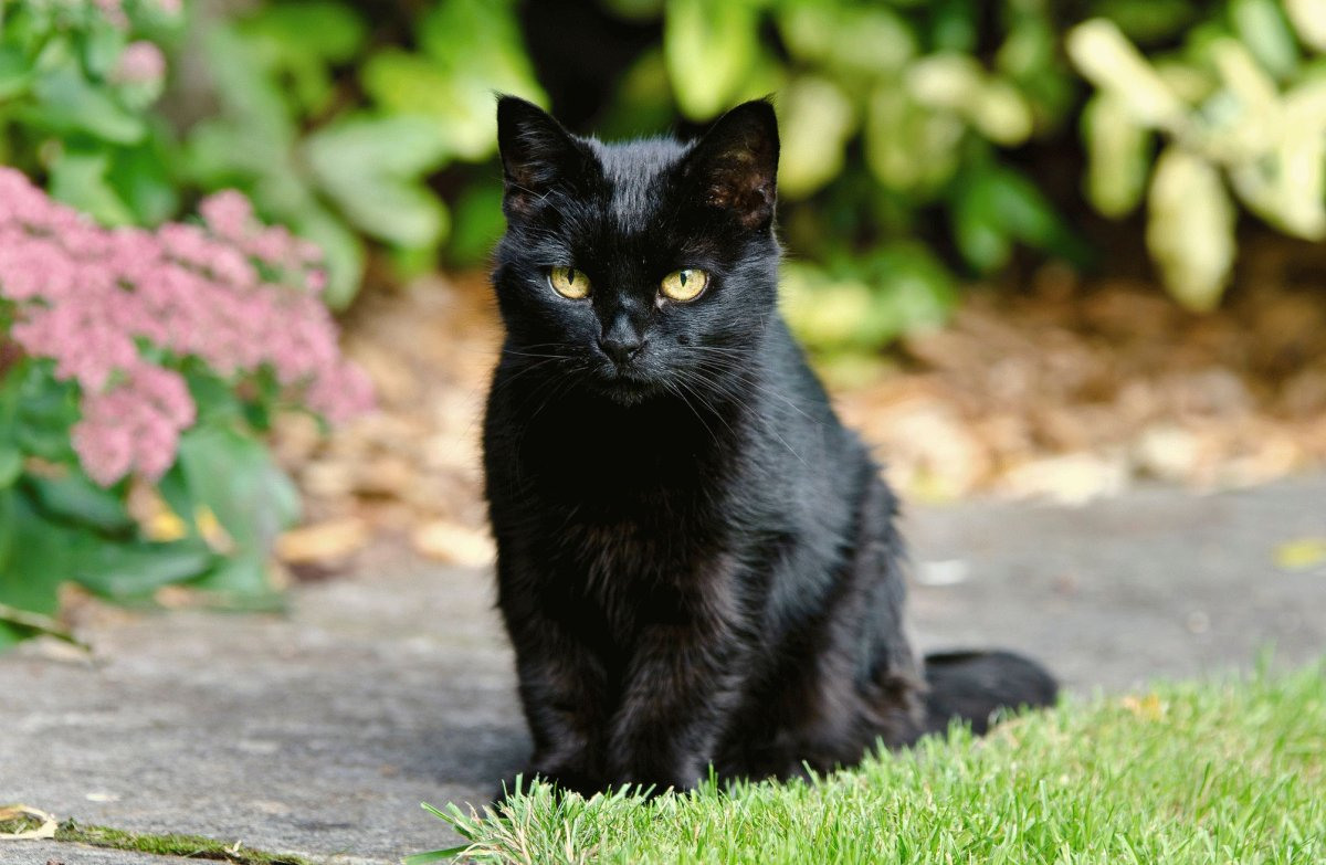 Истоки примет о черных кошках, которые испортили жизнь этим животным