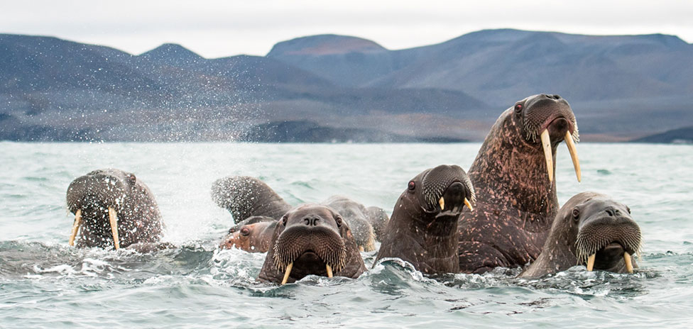 День моржа отмечается 24 ноября