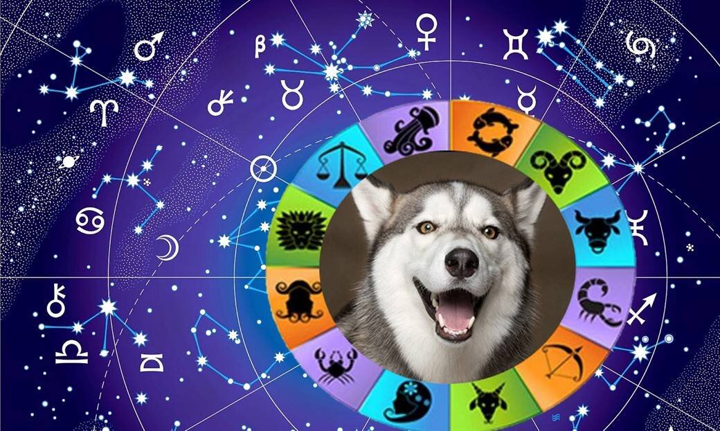 О чем говорит знак зодиака вашей собаки, гороскоп совместимости с хозяевами