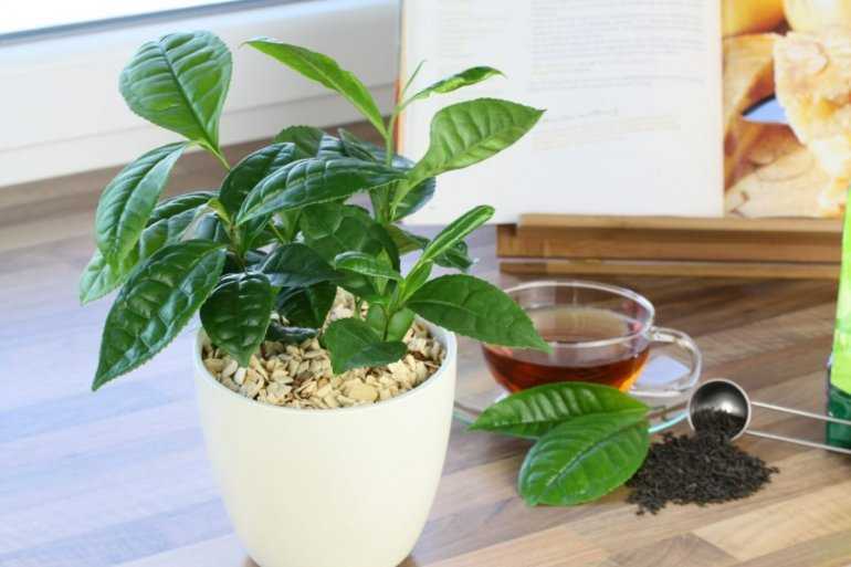 удобрение комнатных растений чайной заваркой