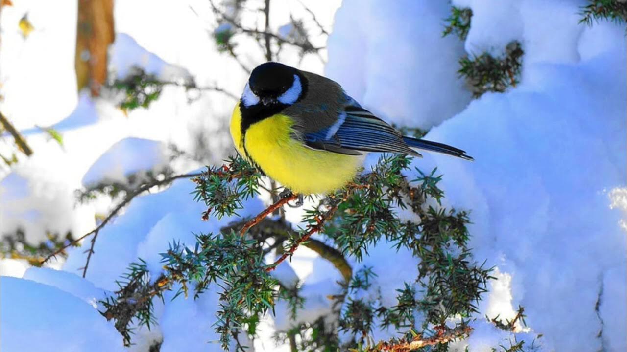 28 декабря народно-христианский праздник Трифонов день