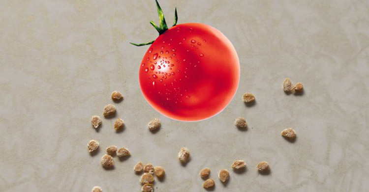 Три шага подготовки семян томатов к посадке на рассаду