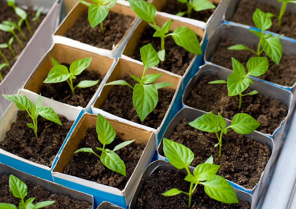 Как правильно посадить семена перца 
