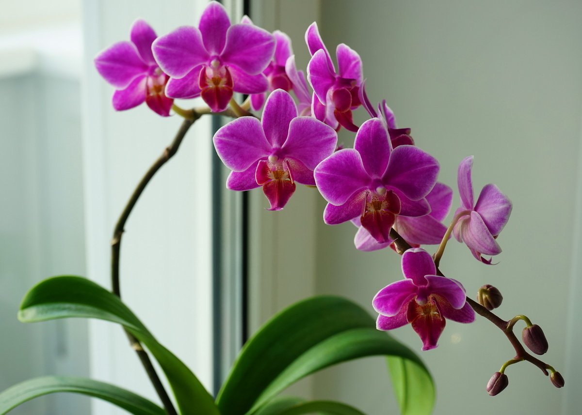 От какого удобрения ваша домашняя орхидея точно расцветет