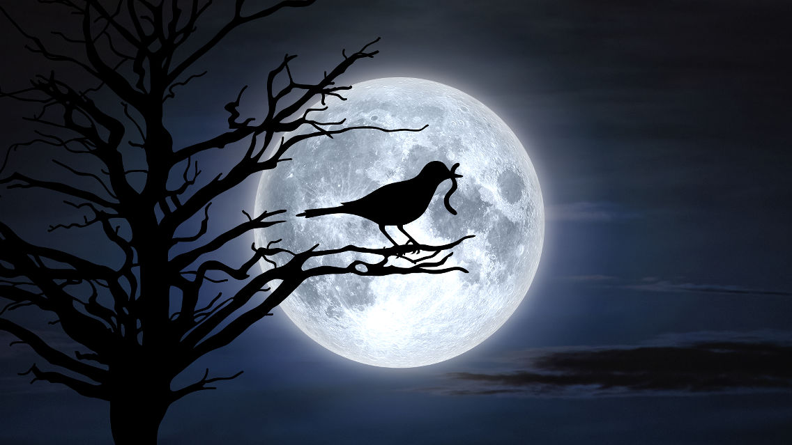 Луна Червя 25 марта: особенности первого лунного затмения 2024 года