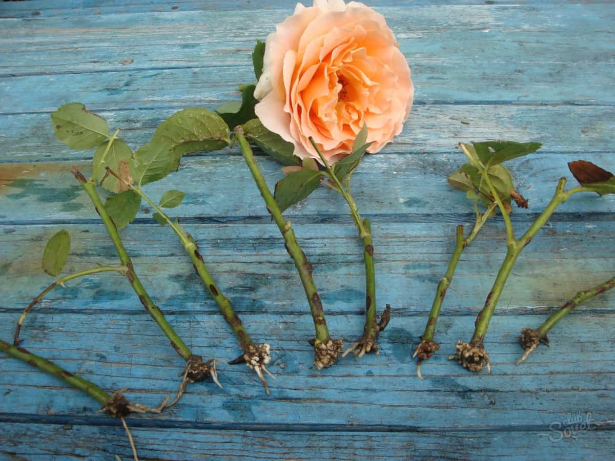 Когда и как правильно сажать розы весной в открытый грунт